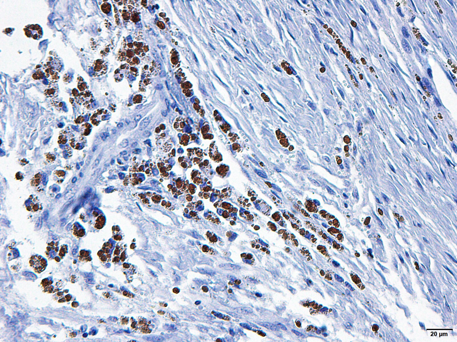 VEGF Antibody (VG76e) - BSA Free NB100-648