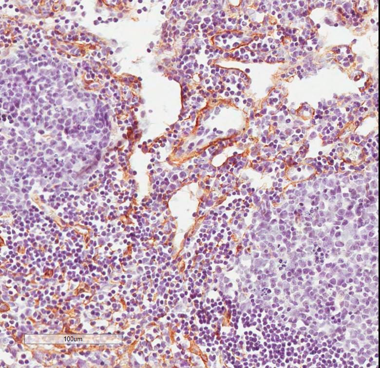 Fibroblast Antibody (ER-TR7) - BSA Free NB100-64932