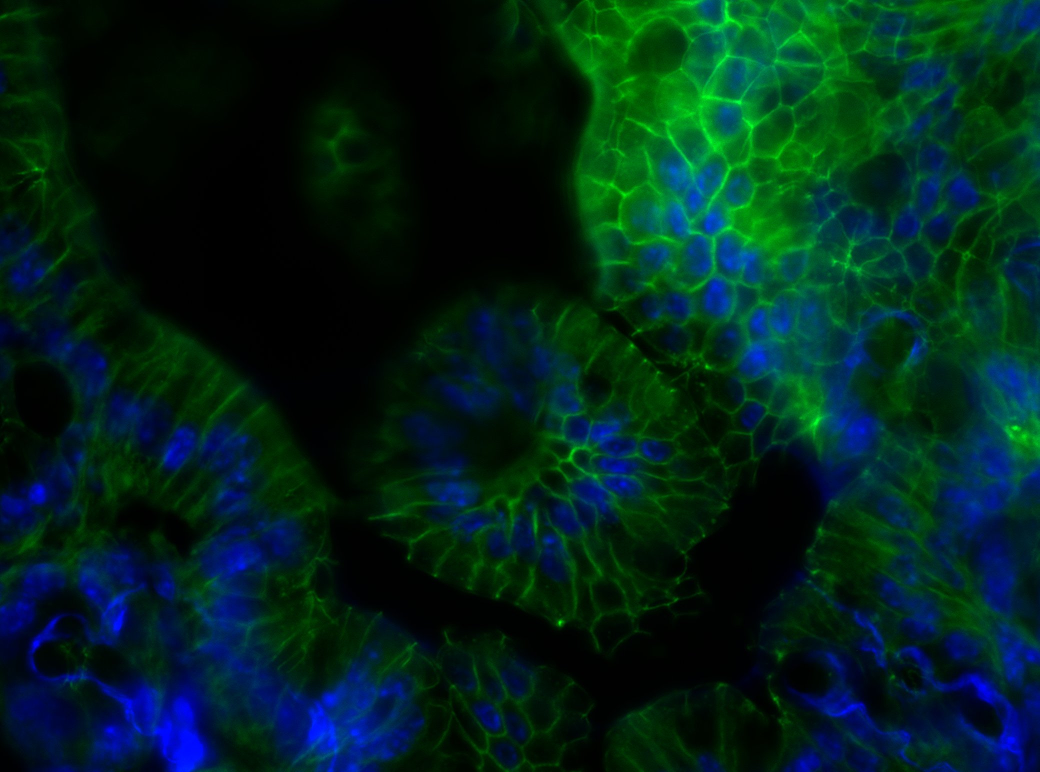 JAM-A Antibody (H202-106) [Alexa Fluor® 488] NB100-65340AF488