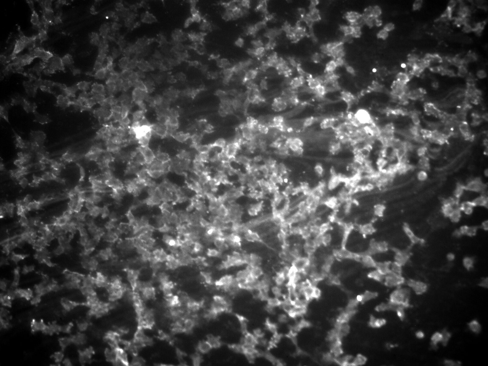 Integrin beta 4/CD104 Antibody (450-9D) - BSA Free NB100-65599
