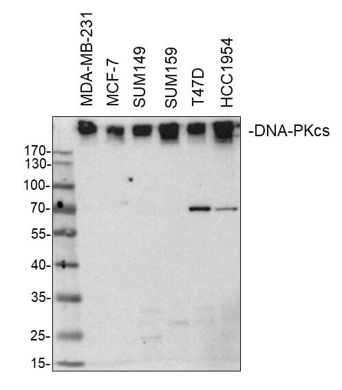 DNA-PKcs Antibody NB100-657