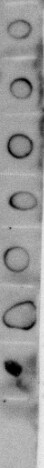CD81 Antibody (1D6) - BSA Free NB100-65805