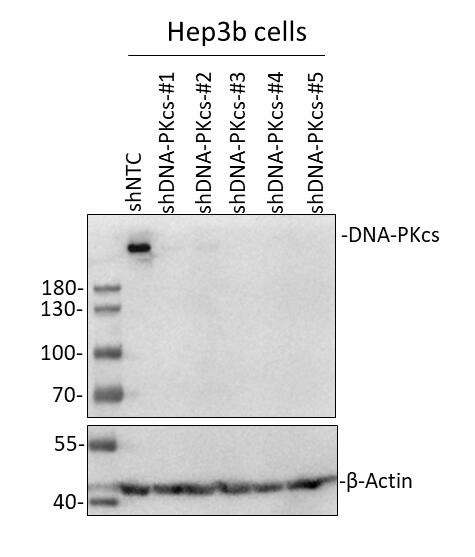 DNA-PKcs Antibody NB100-658