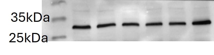 VEGF Antibody (VG1) - BSA Free NB100-664