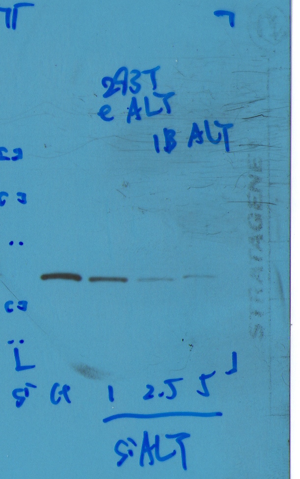 Aly Antibody (11G5) - BSA Free NB100-670