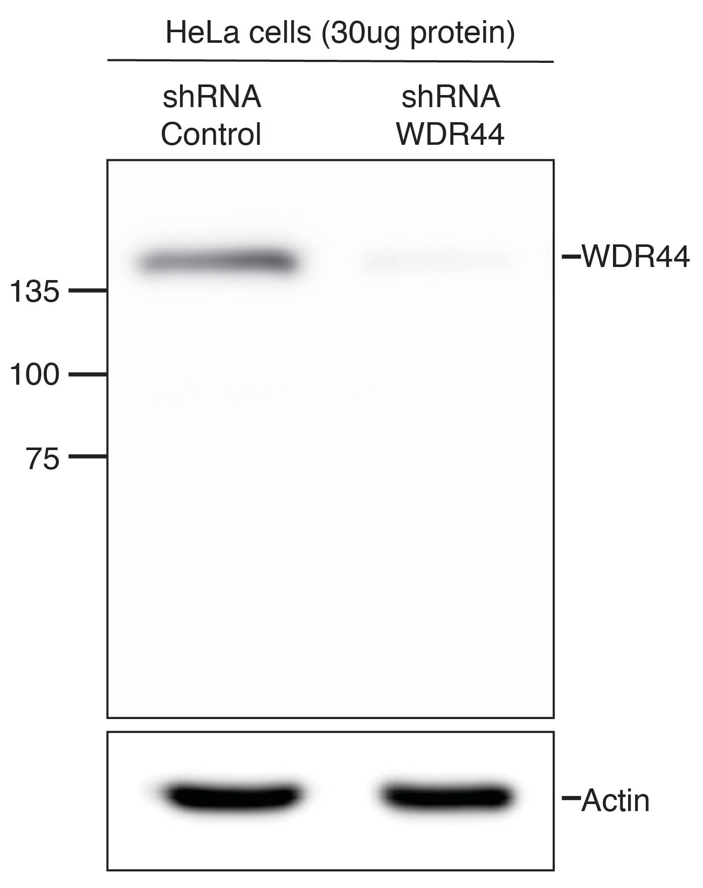 WDR44 Antibody NB100-68250