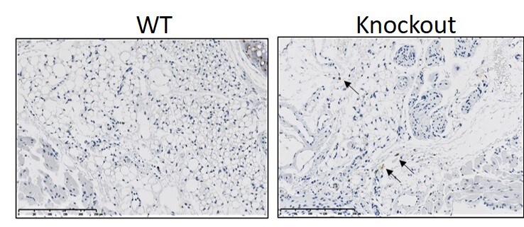 CD68/SR-D1 Antibody (KP1) - BSA Free NB100-683