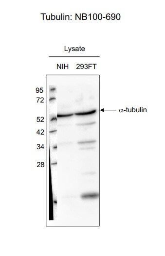 alpha Tubulin Antibody (DM1A) - BSA Free NB100-690