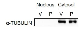 alpha Tubulin Antibody (DM1A) - BSA Free NB100-690
