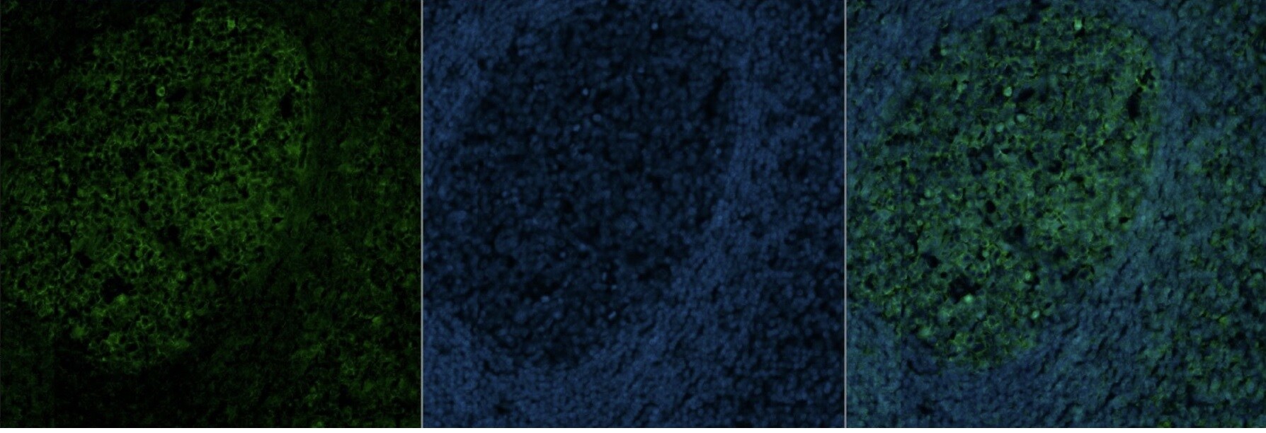 alpha Tubulin Antibody (DM1A) [Alexa Fluor® 488] NB100-690AF488