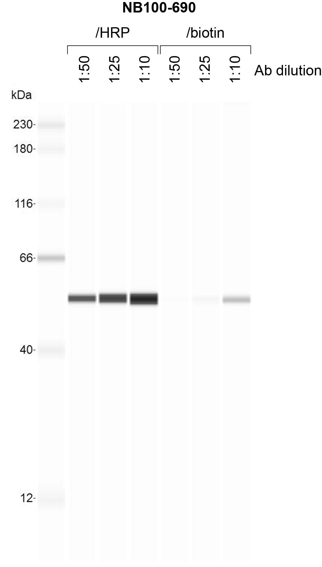 alpha Tubulin Antibody (DM1A) [Biotin] NB100-690B