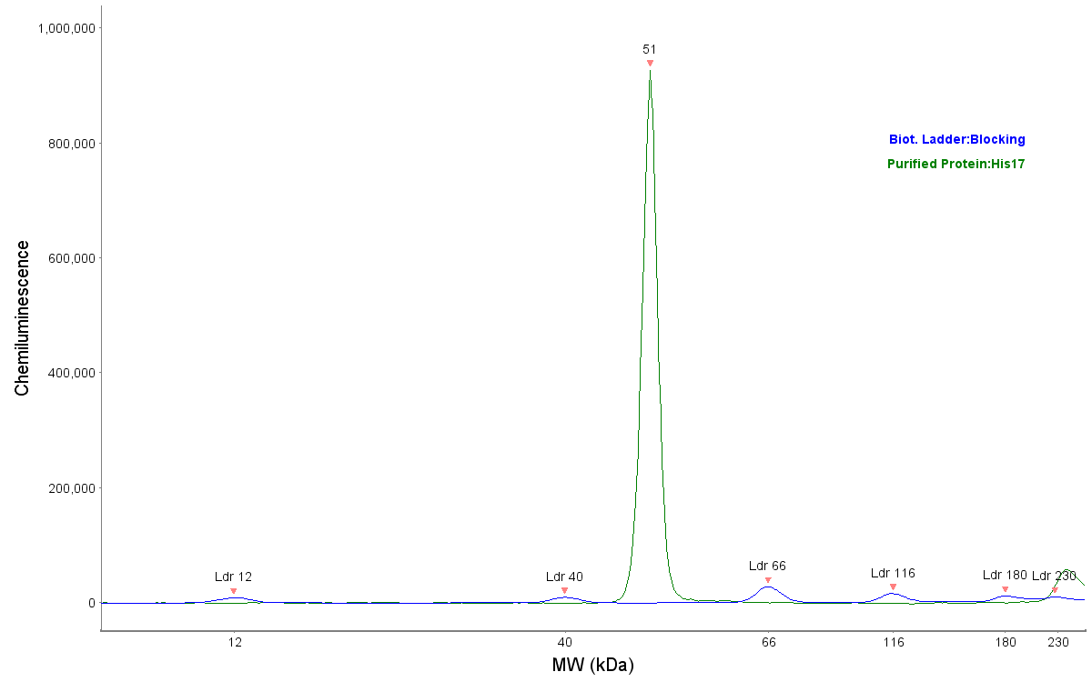 His Tag Antibody (His17) - BSA Free NB100-72978