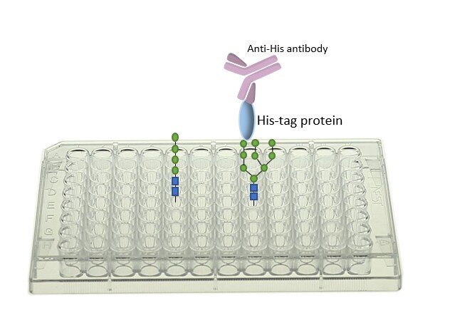 His Tag Antibody (His17) [HRP] NB100-72978H