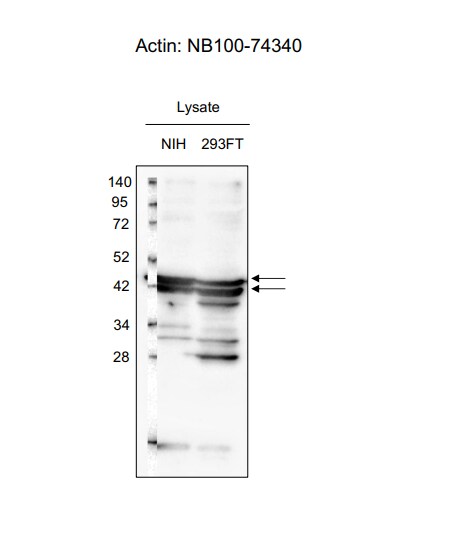 Actin Antibody (mAbGEa) - BSA Free NB100-74340