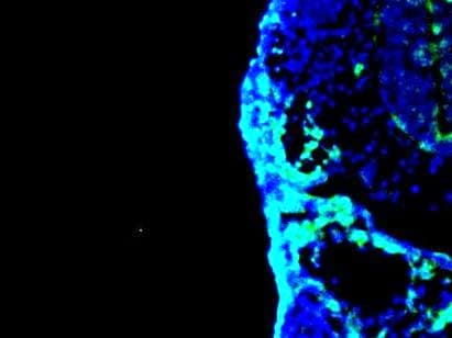 AP2 alpha Antibody (3B5) NB100-74359