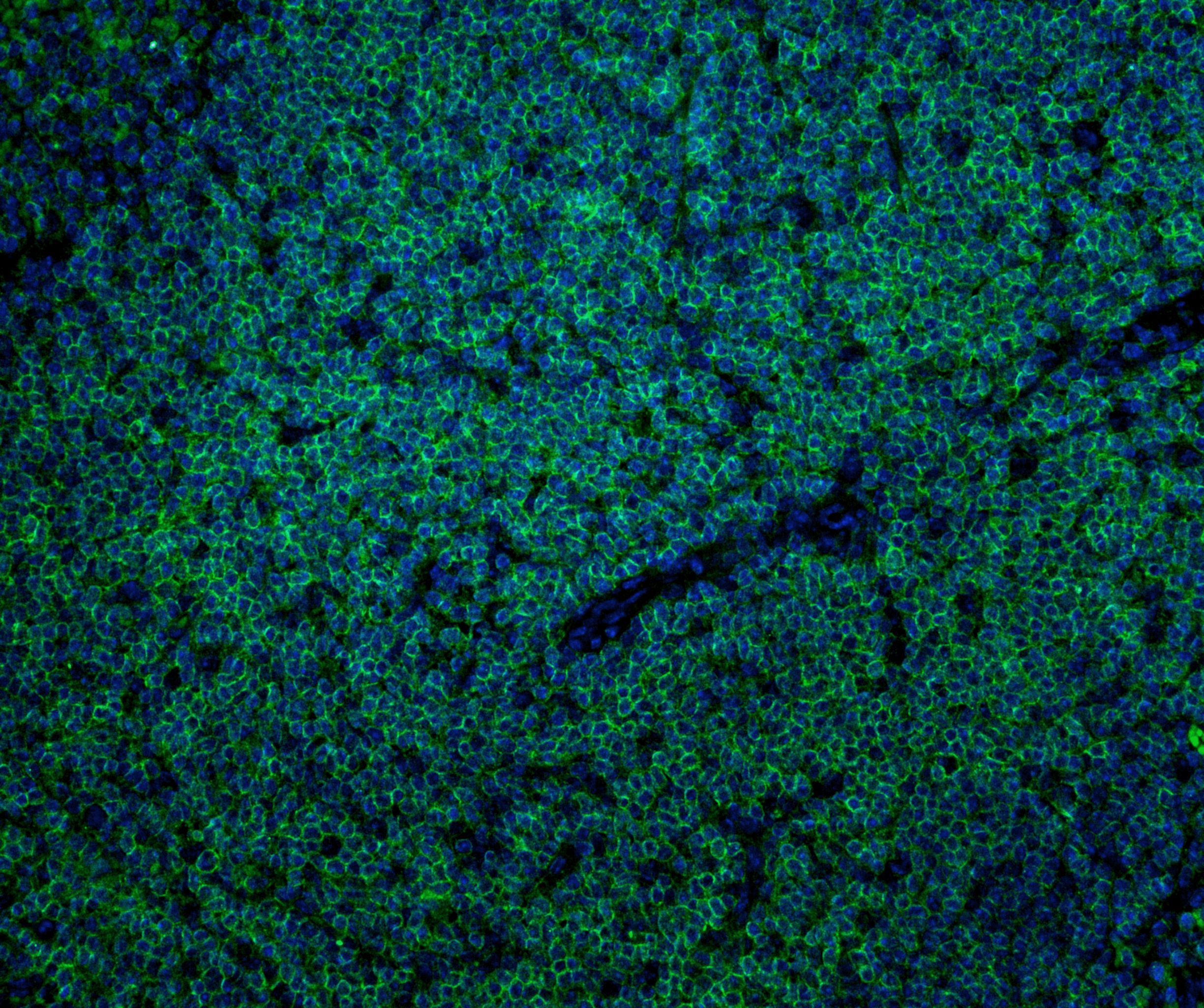 CD45 Antibody (30-F11) - BSA Free NB100-77417