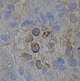 CD45 Antibody (30-F11) - BSA Free NB100-77417
