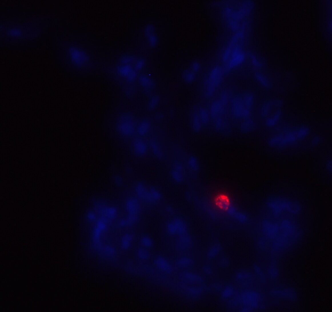 CD14 Antibody (M5E2) [Alexa Fluor® 647] NB100-77758AF647