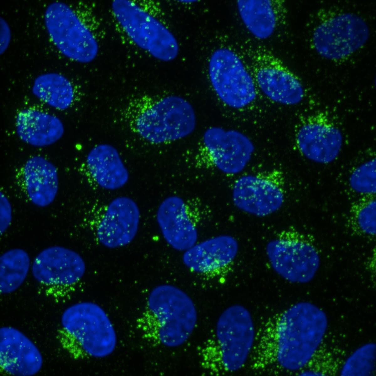 CD63 Antibody (MEM-259) - BSA Free NB100-77913