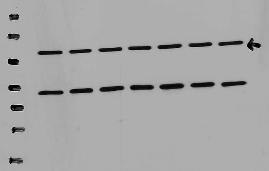 Notch-1 Antibody (mN1A) - BSA Free NB100-78486