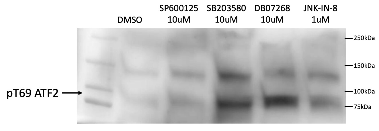 ATF2 [p Thr69] Antibody - BSA Free NB100-81798