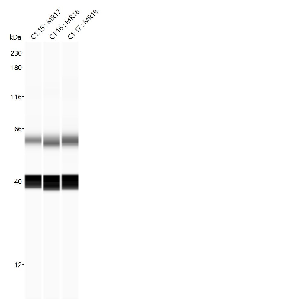ER alpha/NR3A1 Antibody NB100-81909
