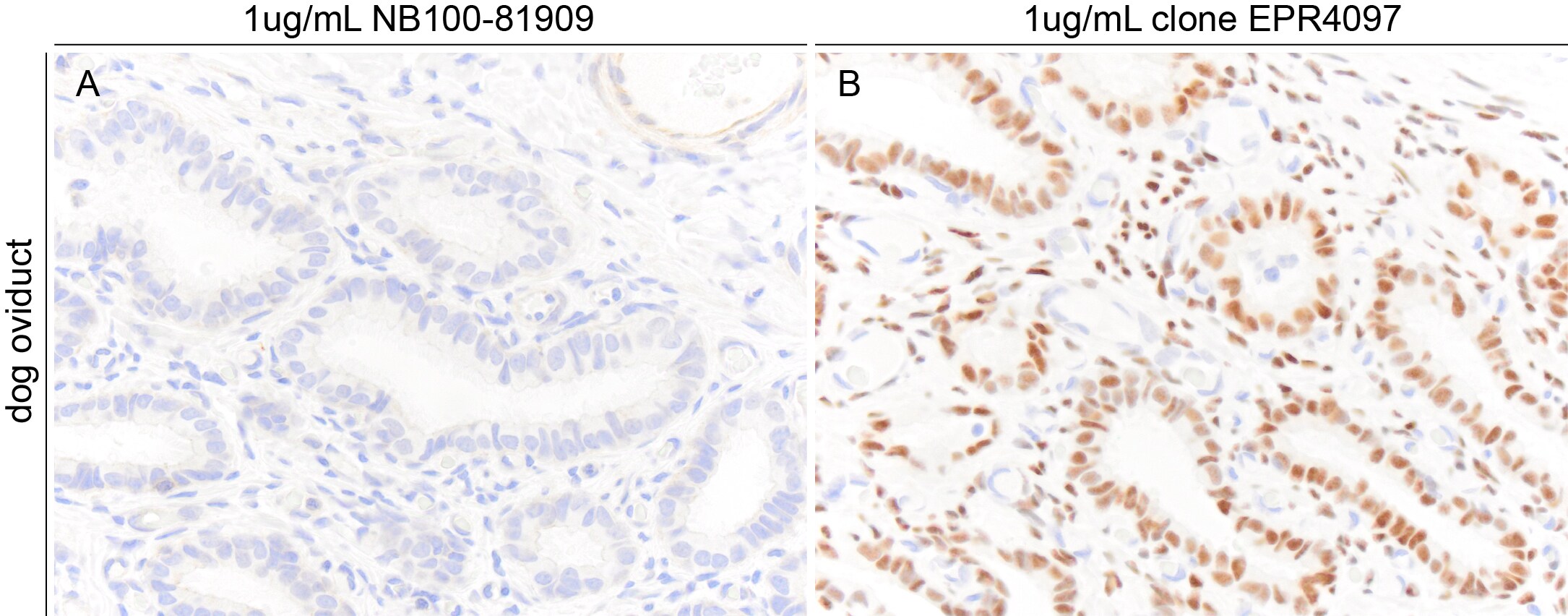 ER alpha/NR3A1 Antibody NB100-81909