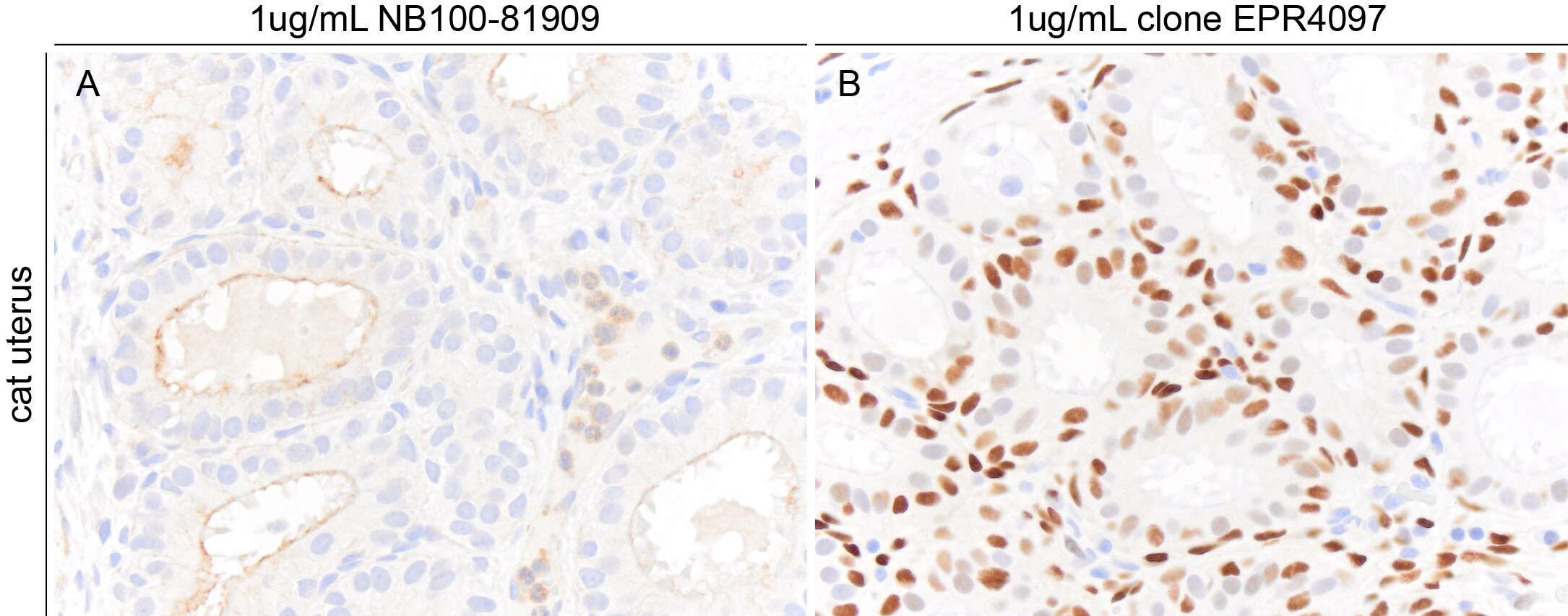 ER alpha/NR3A1 Antibody NB100-81909
