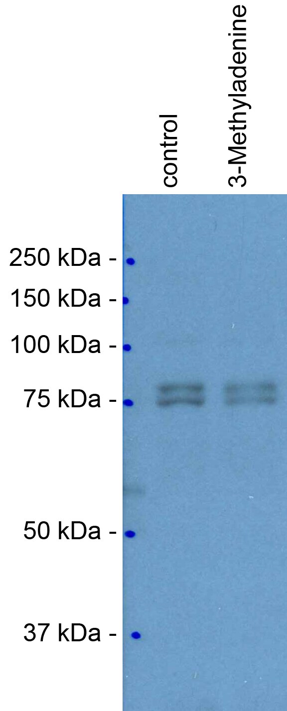 PKC zeta Antibody - BSA Free NB100-82147