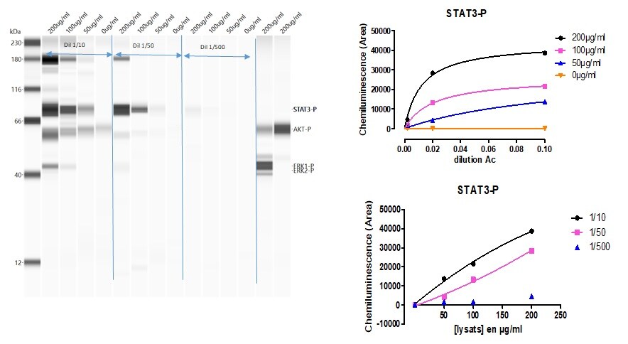 STAT3 [p Tyr705] Antibody NB100-82213