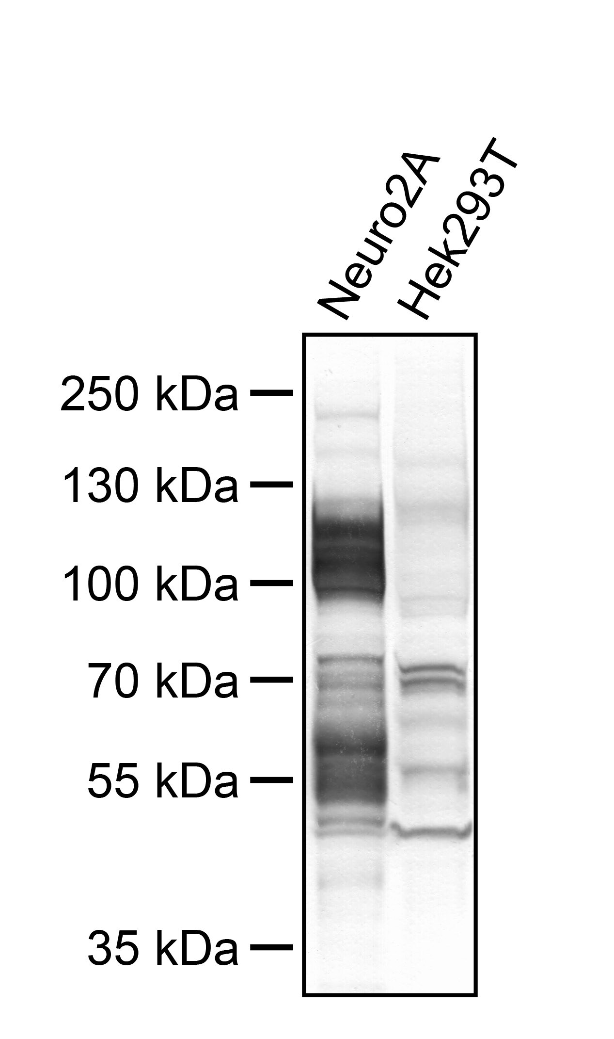 Tau [p Ser396] Antibody - BSA Free NB100-82243
