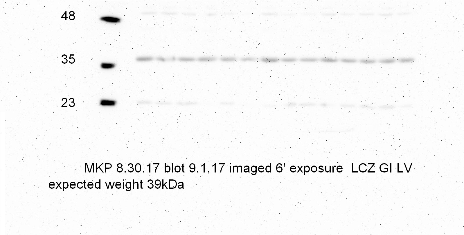 MKP-1/DUSP1 Antibody NB100-834