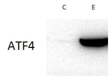 ATF4 Antibody NB100-852