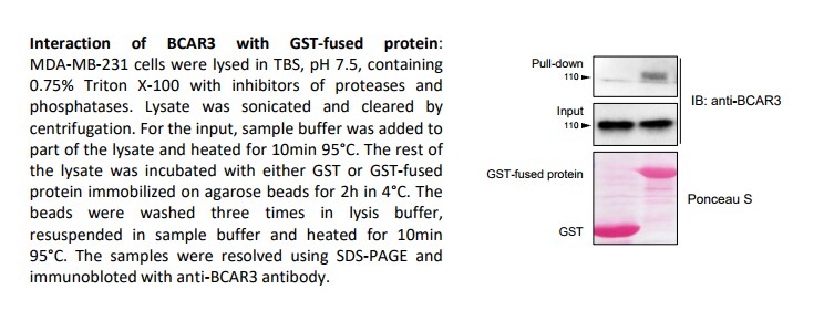 BCAR3 Antibody NB100-87003