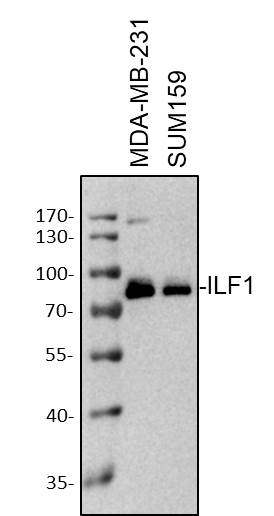 ILF1 Antibody NB100-88148
