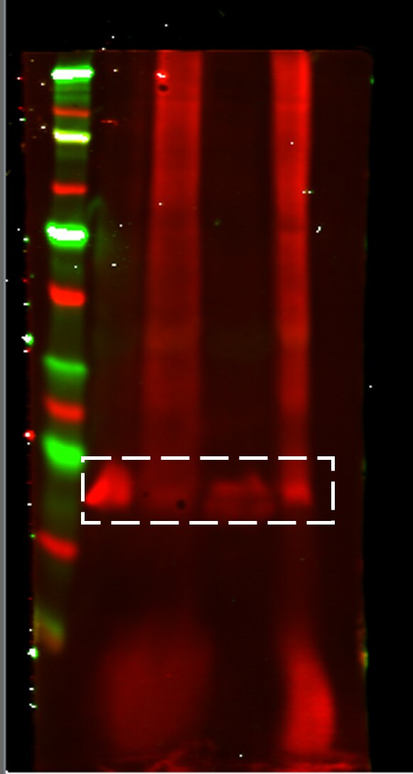 RhoA Antibody NB100-91273