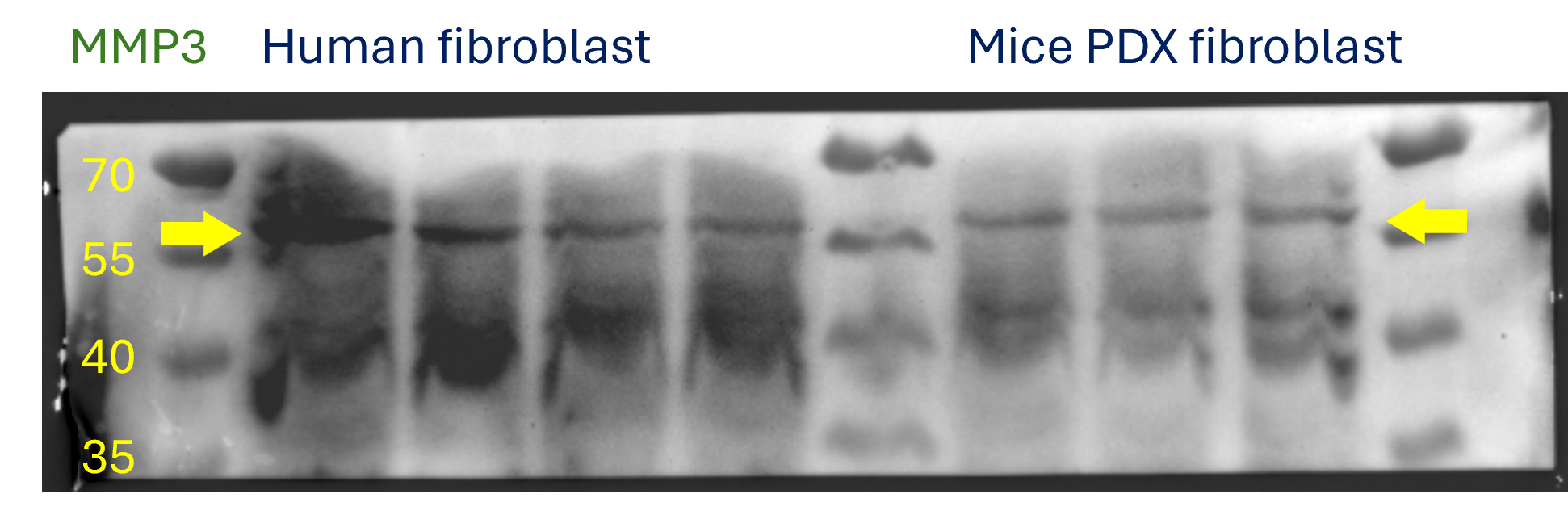 MMP-3 Antibody - BSA Free NB100-91878