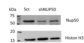 NUP50 Antibody NB100-93324