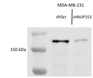 Nup153 Antibody NB100-93329