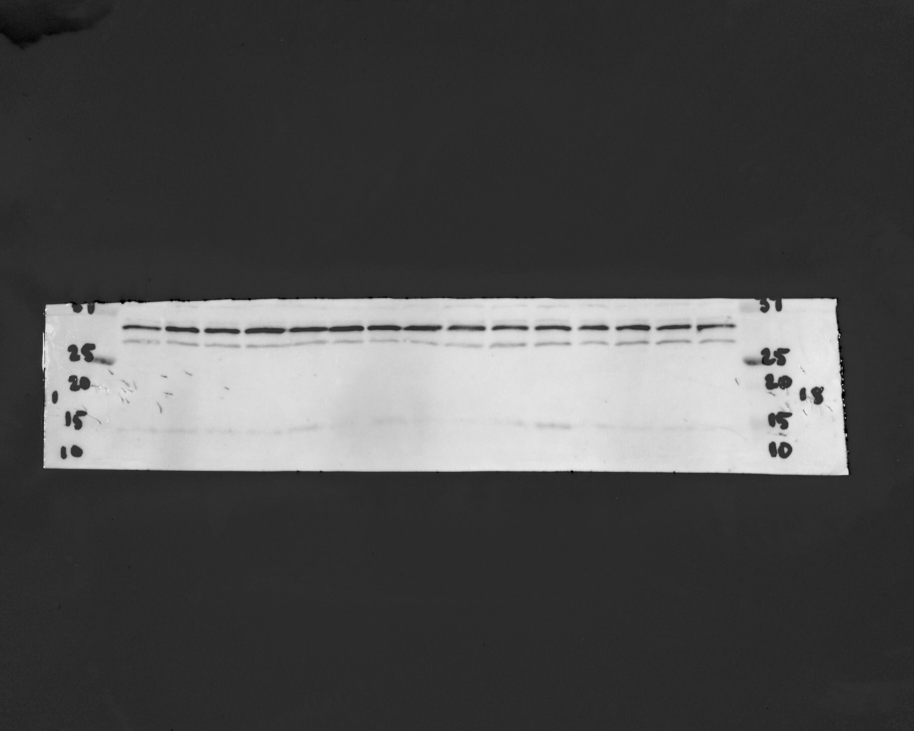 BDNF Antibody NB100-98682