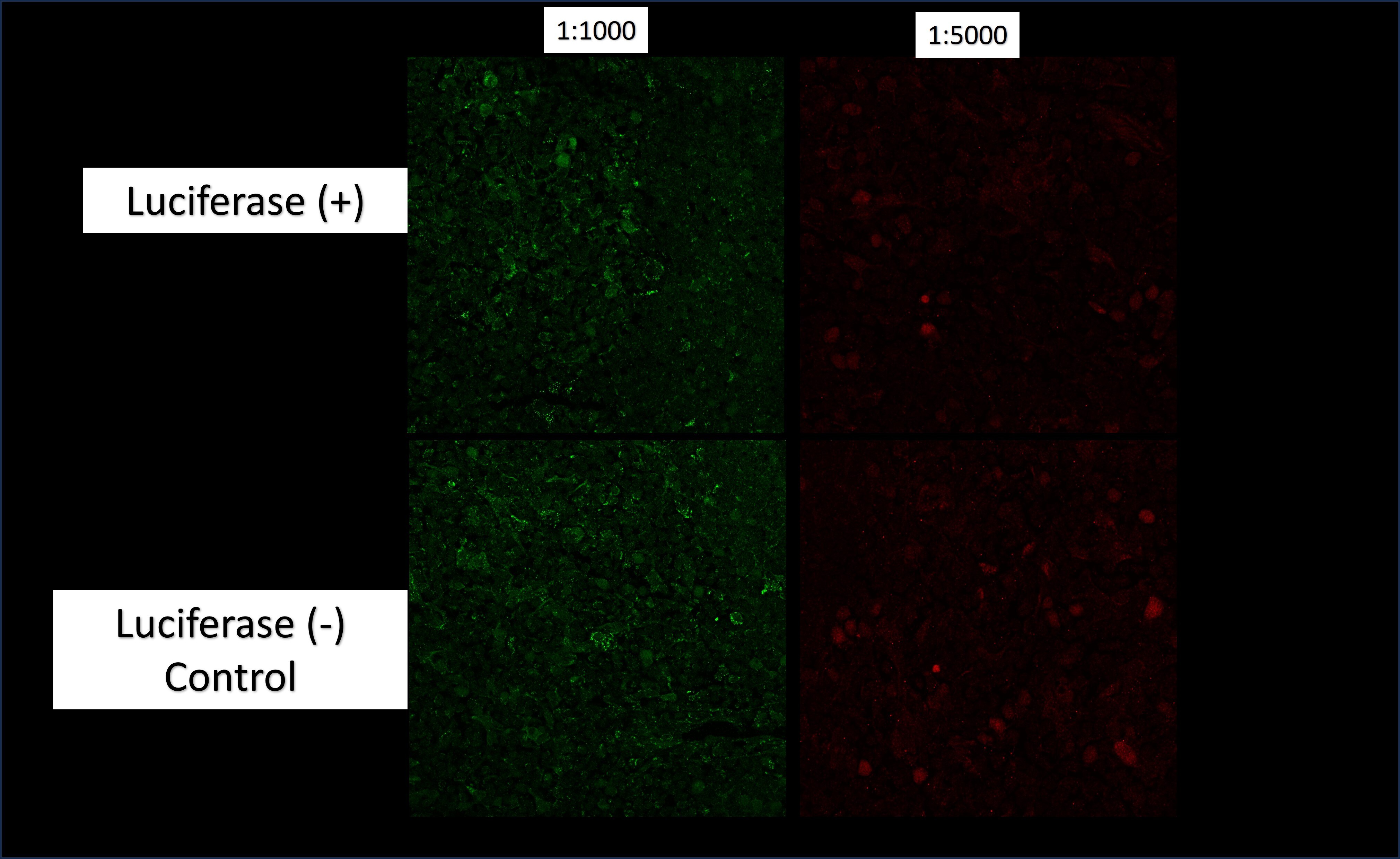 Luciferase Antibody - BSA Free NB110-17348
