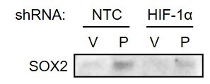 SOX2 Antibody - BSA Free NB110-37235
