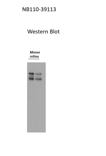 Glut1 Antibody - BSA Free NB110-39113
