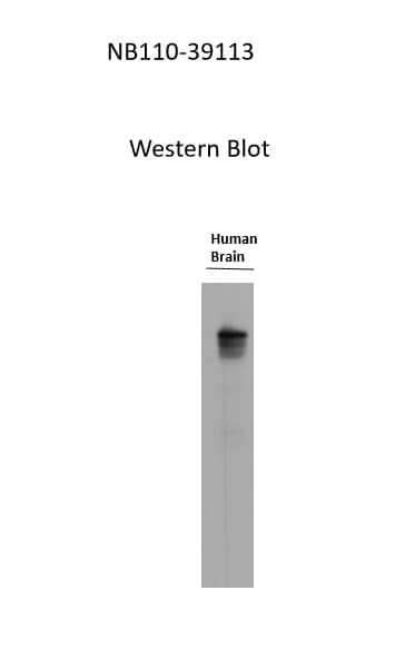 Glut1 Antibody - BSA Free NB110-39113