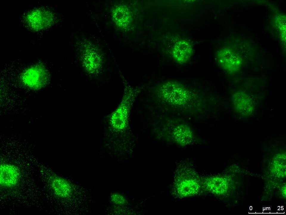 Glut1 Antibody - BSA Free NB110-39113