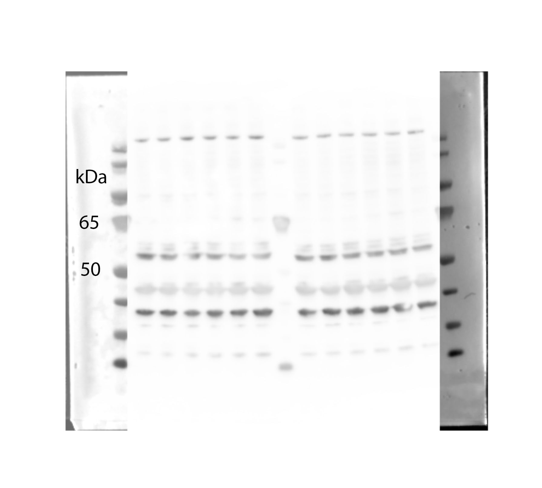 Glut1 Antibody - BSA Free NB110-39113