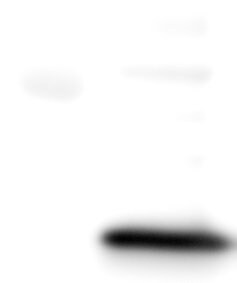 COX4 Antibody - BSA Free NB110-39115