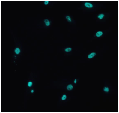 Lysine (K)-specific Demethylase 4A/KDM4A/JMJD2A Antibody NB110-40585