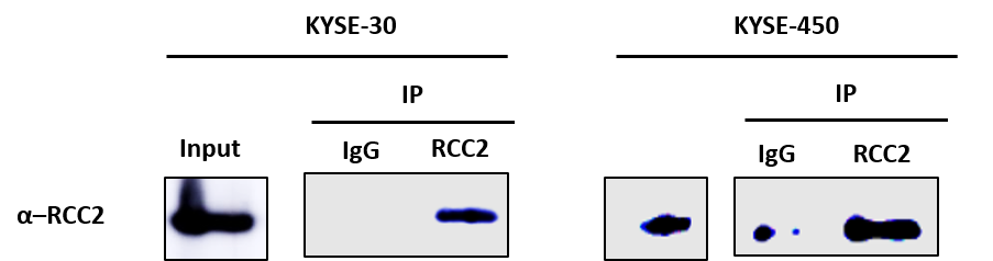 RCC2 Antibody NB110-40619