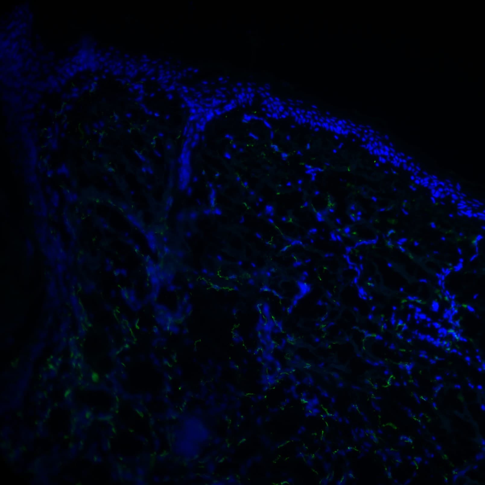 CD163 Antibody (EDHu-1) - BSA Free NB110-40686